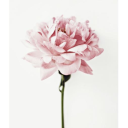 Dahlia